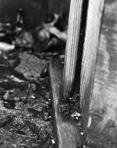 Photography-Figurative-Death of a Planter Box