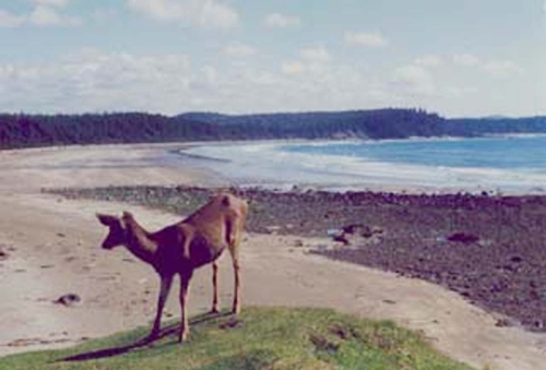 Photography-Animals-Cape Alava