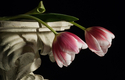 Photography--Color-Still LifePair