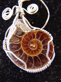 Ammonite Wire Wrap Ammonite%20Wire%20Wrap (thumbnail)