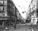 Girl and Birds - Paris
