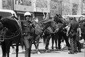 Horse and Cop