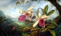 Copy: Martin Johnson Heade