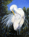 Painting--Oil-RealismPreening for My Date
