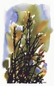 Prairie Grasses