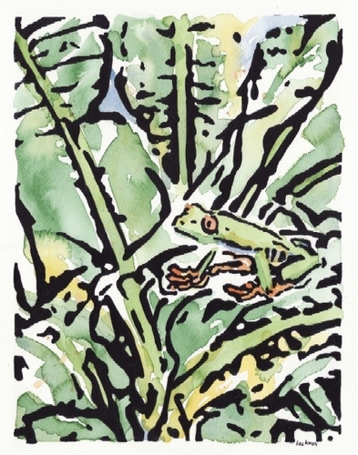Costa Rica Tree Frog