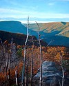 Painting--Oil-AnimalsLinville Gorge VI