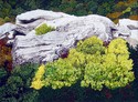 Painting--Acrylic-LandscapeLinville Gorge III