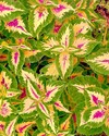 Painting--Watercolor-FloralColeus, Sap Green