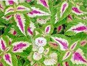 Painting--Watercolor-FloralColeus, Hookers Green