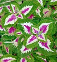 Painting--Watercolor-FloralColeus, Windsor Green
