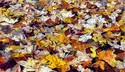Drawing--Paper-LandscapeLeaves