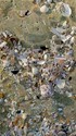 Painting--Watercolor-SeascapeShell Rack