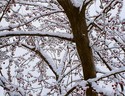Painting--Watercolor-LandscapeSnow Berries