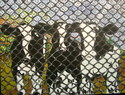 Guantánamo Calves