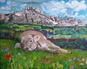Summer Camp Haifer (Säntis)