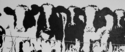 Black & White Calves #2