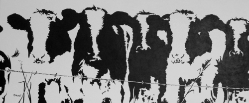 Black & White Calves #2