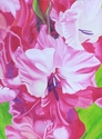 Red Gladiolus