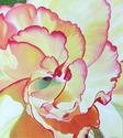 Expansion, Red and Yellow Begonia