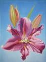 Magenta Lily