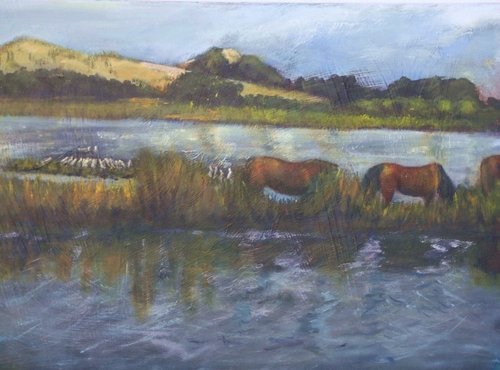 Assateague Ponies