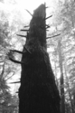 Tree%20Temple (thumbnail)