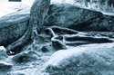 Chapel%20Tree (thumbnail)