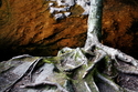 Chapel%20Tree2 (thumbnail)