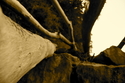 Drift%20wood. (thumbnail)