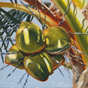 Painting--Oil-BotanicalCoconuts