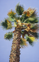 Painting--Oil-LandscapeBlowin' in the Wind