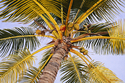 Painting--Oil-LandscapeUnder the Coconut  Tree