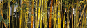 Painting--Oil-BotanicalBamboo Grove
