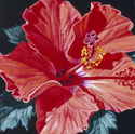 Painting--Oil-FloralAloha Hibiscus