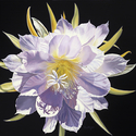 Painting--Oil-FloralNight Bloom