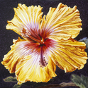 Painting--Oil-FloralSunny Hibiscus