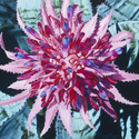 Painting--Oil-FloralBromeliad