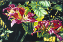 Painting--Oil-FloralBauhinia