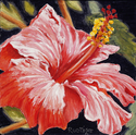 Painting--Oil-FloralPink Hibiscus