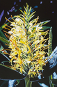 Painting--Oil-FloralKahili