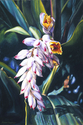 Painting--Oil-FloralShell Ginger