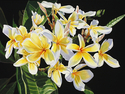 Painting--Oil-FloralSunny Plumeria
