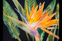 Painting--Oil-FloralParadise Bird