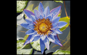 Painting--Oil-FloralAfter the Rain