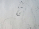 Preliminary Horse Artwork Preliminary%20Horse%20Artwork (thumbnail)