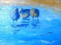 Water%20Babies (thumbnail)