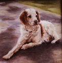 Brittany Spaniel-