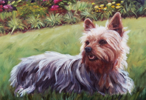 Yorkshire Terrier-