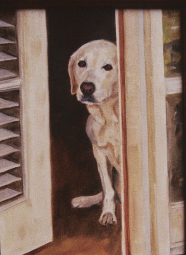 Yellow Lab-